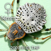 Herennia multipuncta