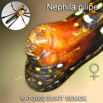 Nephila pilipe Female