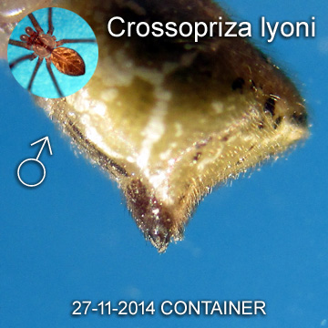 Crossopriza lyoni