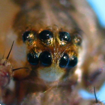 Psechrus borneo (Levi, 1982)  Eyes