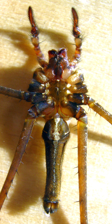 Ventral View Psechrus borneo (Levi, 1982) 