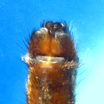 Spinnerets Psechrus borneo (Levi, 1982) 