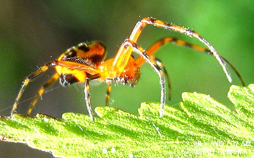 Opadometa fastigata