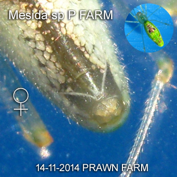 Mesida sp PRAWN FARM