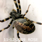 Metleucauge KUNDASANG