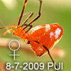 Argyrodes flavescens
