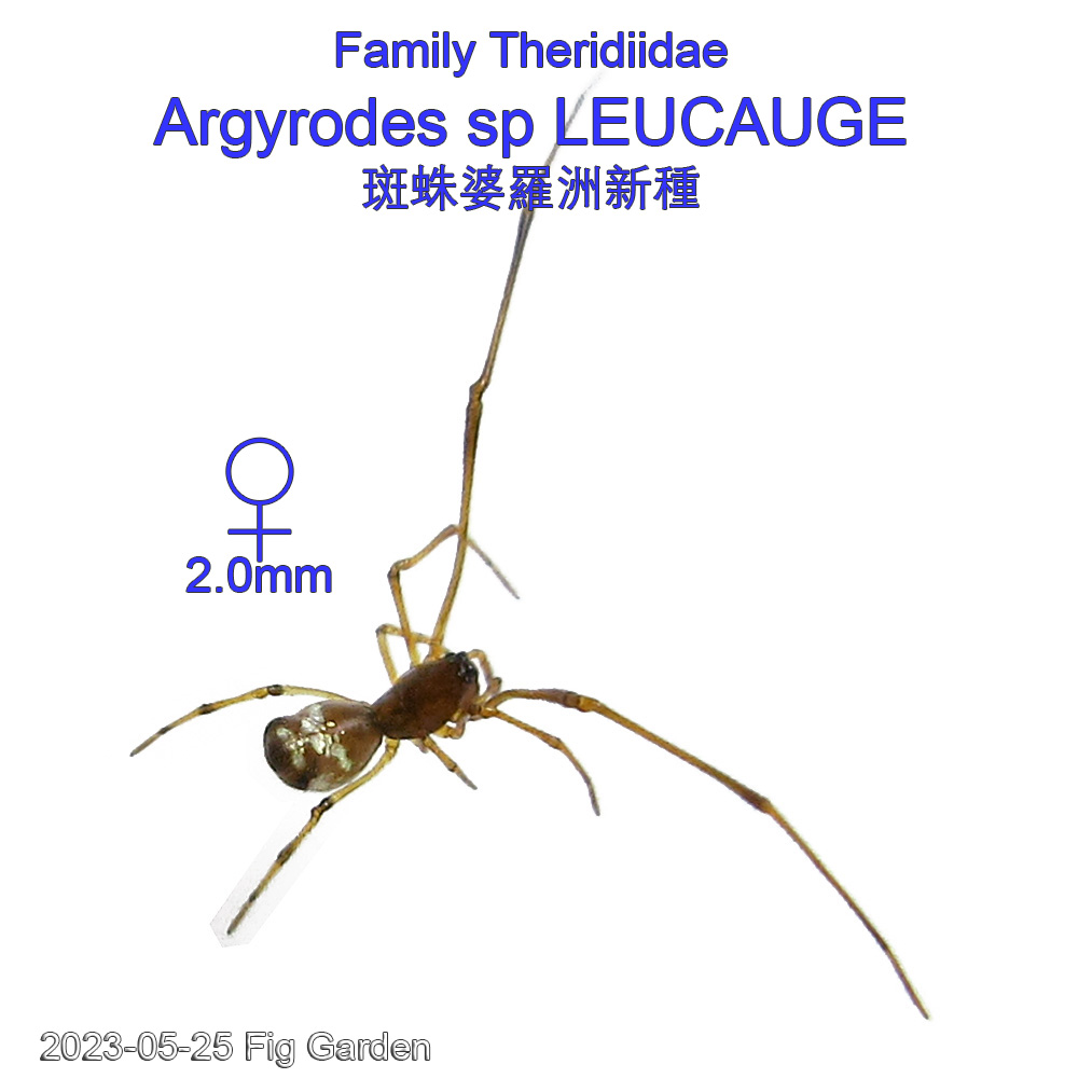 Argyrodes sp LEUCAUGE 斑蛛婆羅洲新種