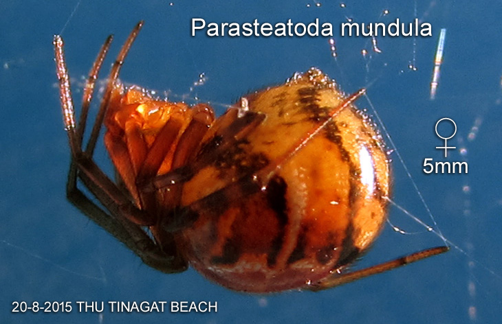 Parasteatoda mundula