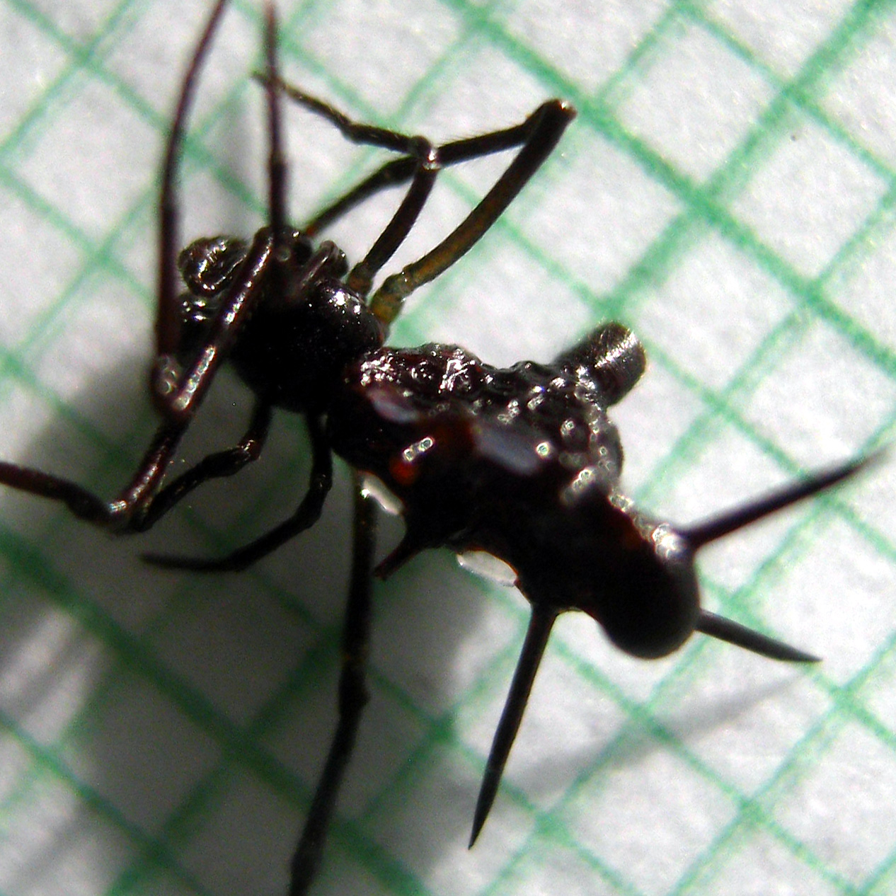 Phoroncidia sp BORNEO