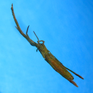 Miagrammopes paraorientalis at rest