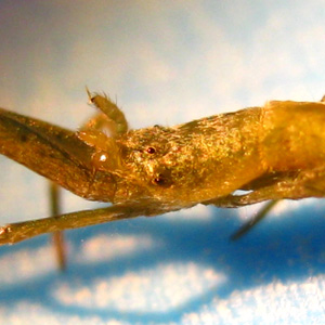 Flat Carapace