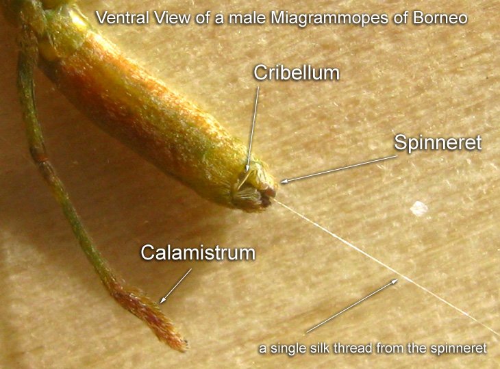 Ventral View of abdomen of a female Miagrammopes paraorientalis 擬東方長嫵蛛