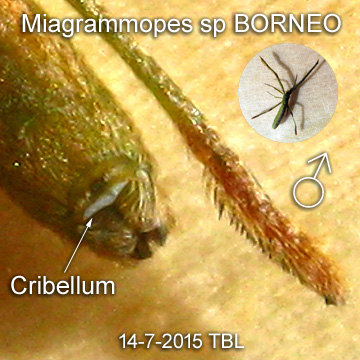 Miagrammopes sp BORNEO