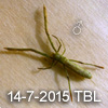 Miagrammopes sp TBL Male 