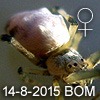 Philoponella quadrituberculata