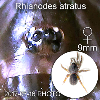 Rhianodes atratus