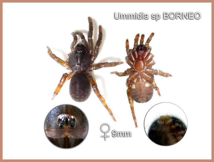 Ummidia sp BORNEO