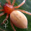 Cheiracanthium sp COMPLEX