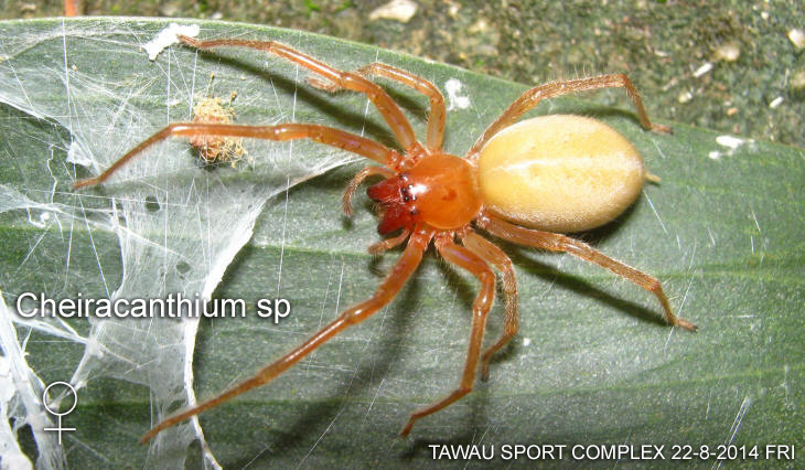 Cheiracanthium sp COMPLEX