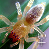 Cheiracanthium sp MEROTAI