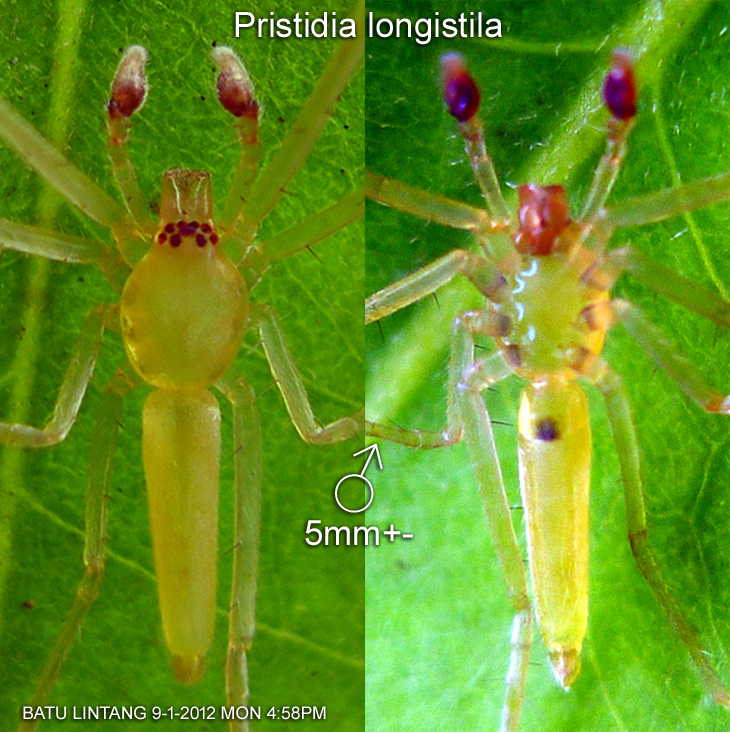 Species : Pristidia longistila