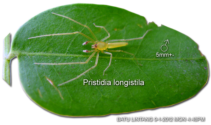 Species : Pristidia longistila