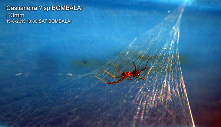 Castianeira sp BOMBALAI