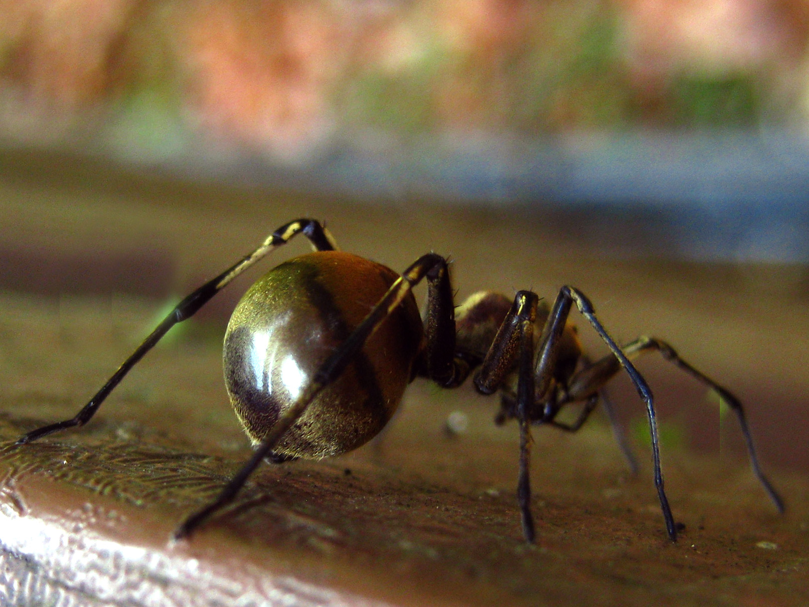 Castoponera sp TAWAU