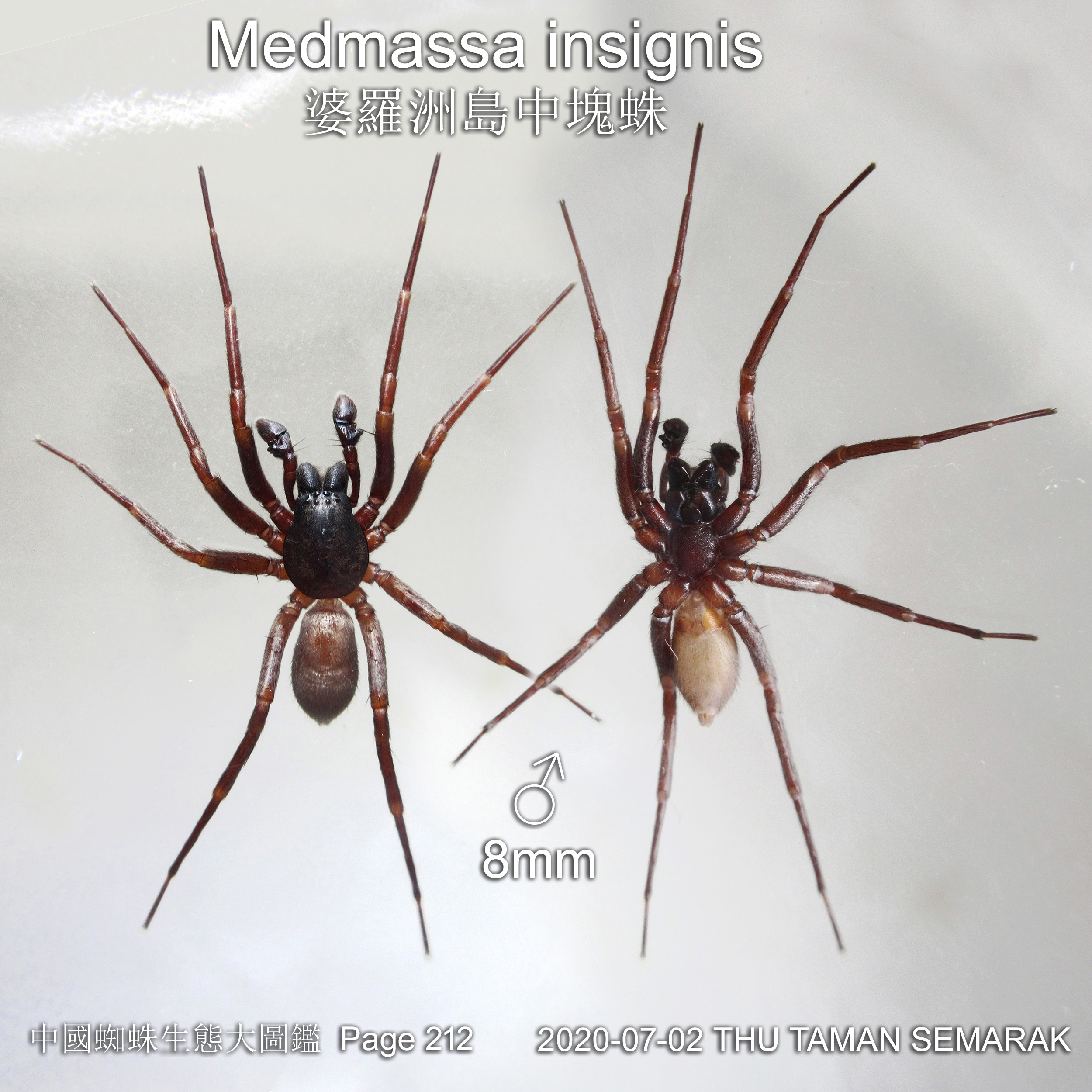 Family Corinnidae Medmassa insignis 婆羅洲島中塊蛛