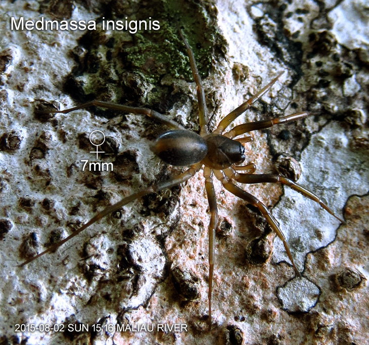 Medmassa insignis