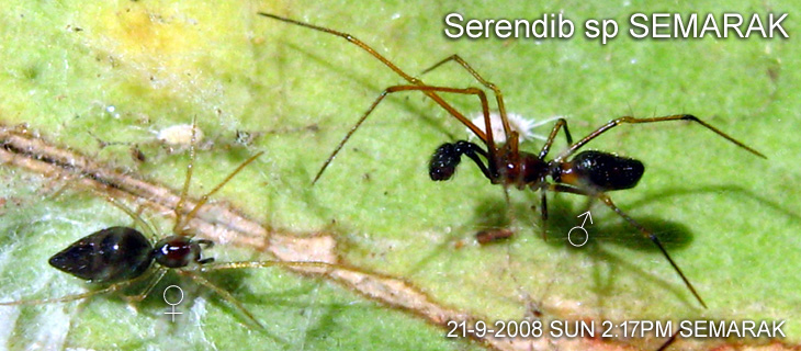 Serendib sp SEMARAK