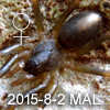 Medmassa insignis Female