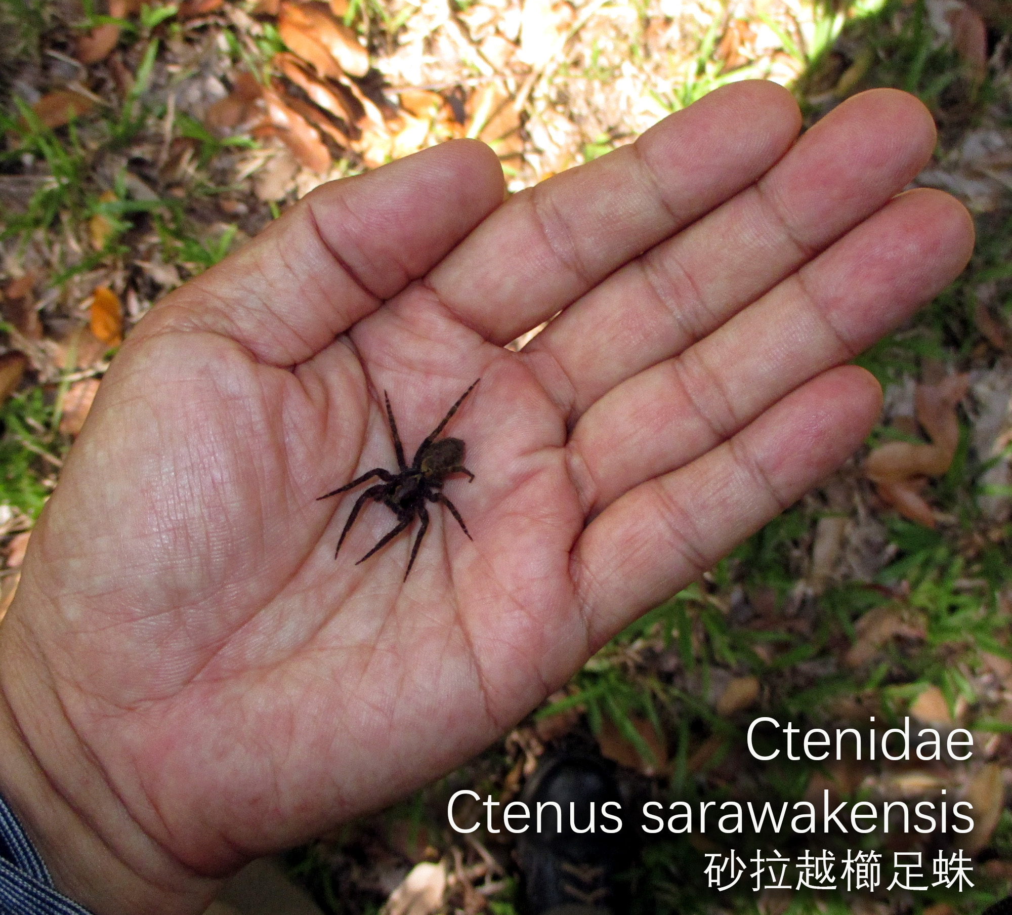 Ctenus sarawakensis