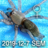 Drassodes sp SEMARAK 