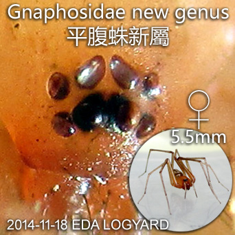 Gnaphosidae new genus EDA sp EDA 平腹蛛新屬