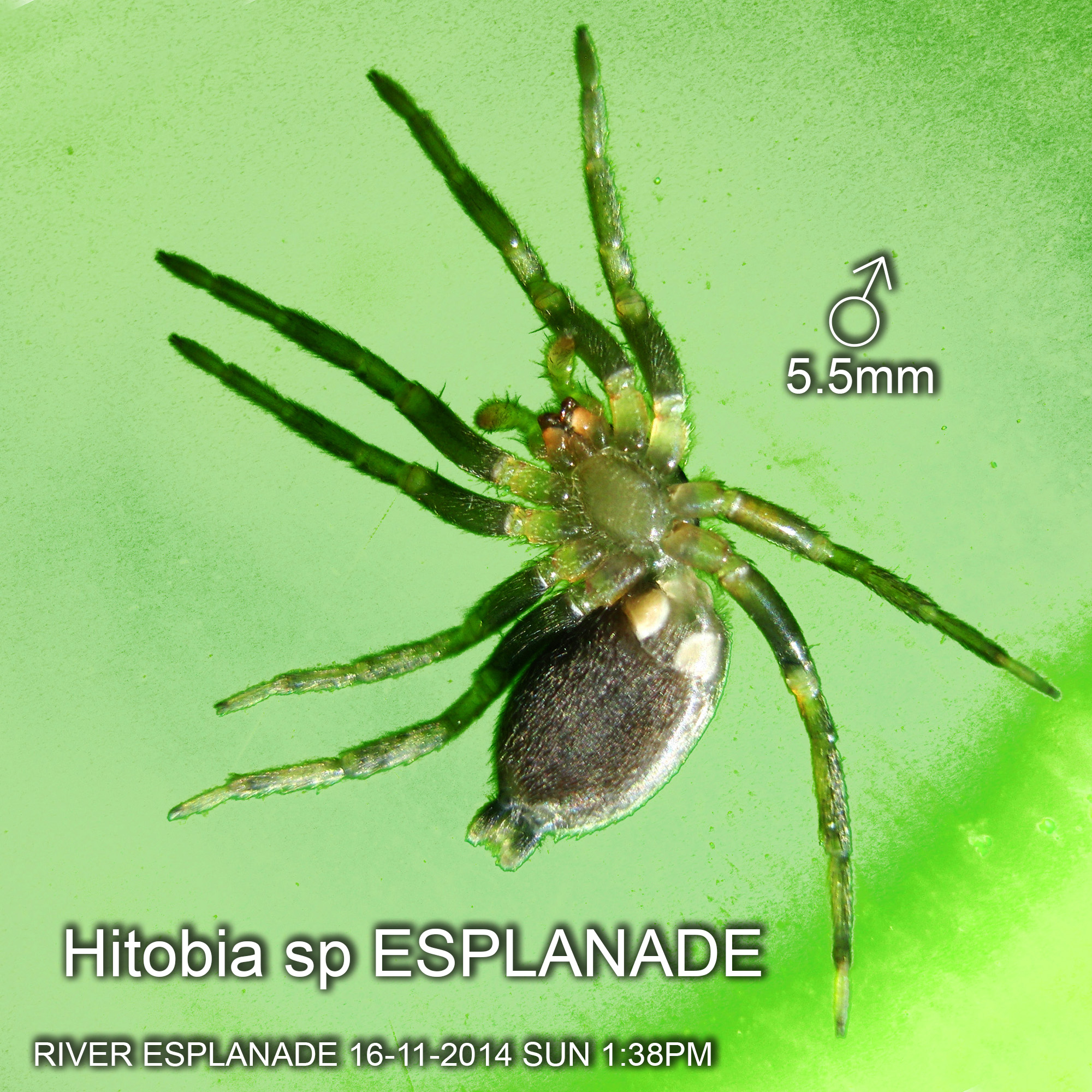 Hitobia sp ESPLANADE