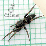 This male Hitobia sp SG TAWAU is ♂4.5mm in body length.