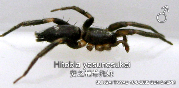 Hitobia yasunosukei 安之介希托蛛
