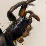 This male Hitobia sp SG TAWAU was found with 3 legs missing.