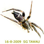 First Records of Hitobia yasunosukei in Sabah