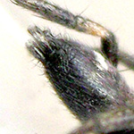 Ground spiders are characterized by having barrel-shaped anterior spinnerets that are one spinneret diameter apart. 