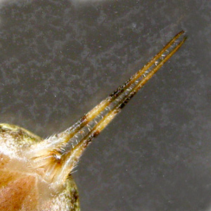 "Two-Tailed Spiders". 