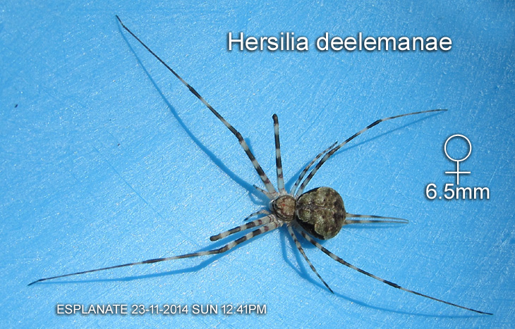 Hersilia deelemanae