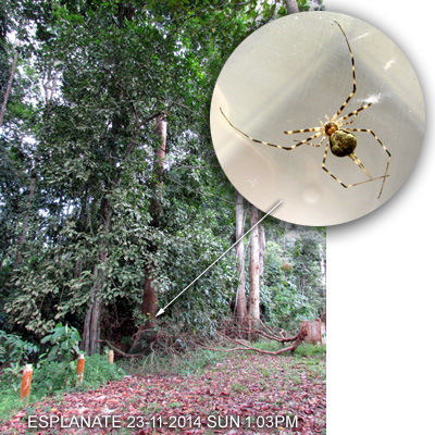 Hersilia deelemanae of Sabah