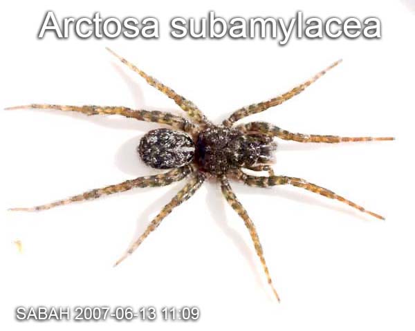 Arctosa subamylacea