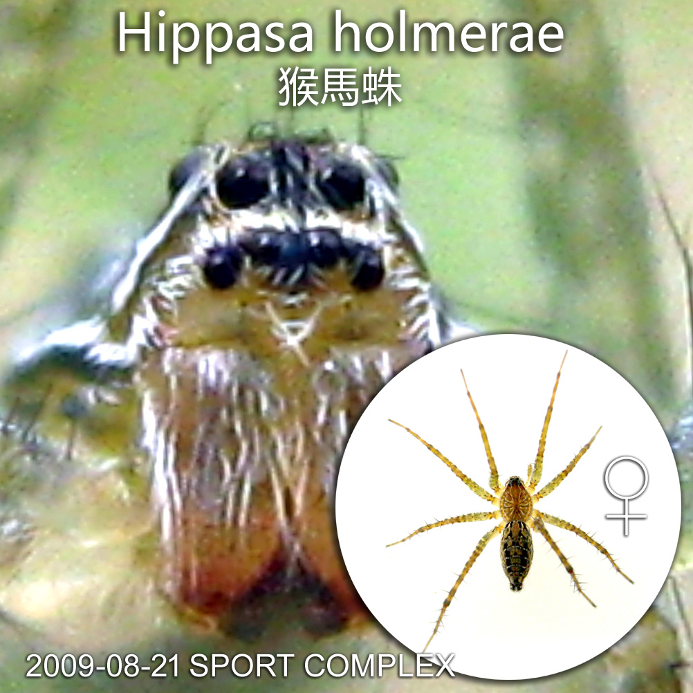 Hippasa holmerae 猴馬蛛. Common in Borneo grassy land. Hippasa holmerae's anterior row of eyes little wider than second row