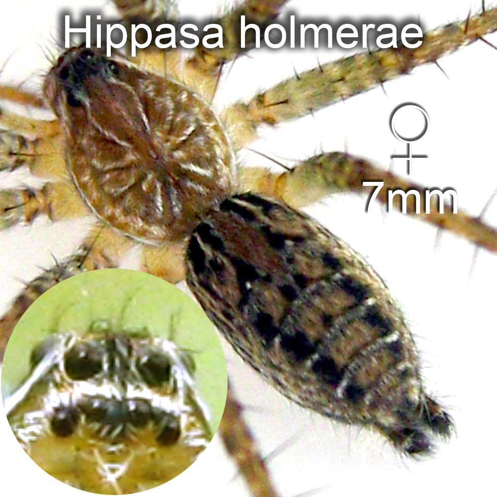 Hippasa holmerae ♀7mm