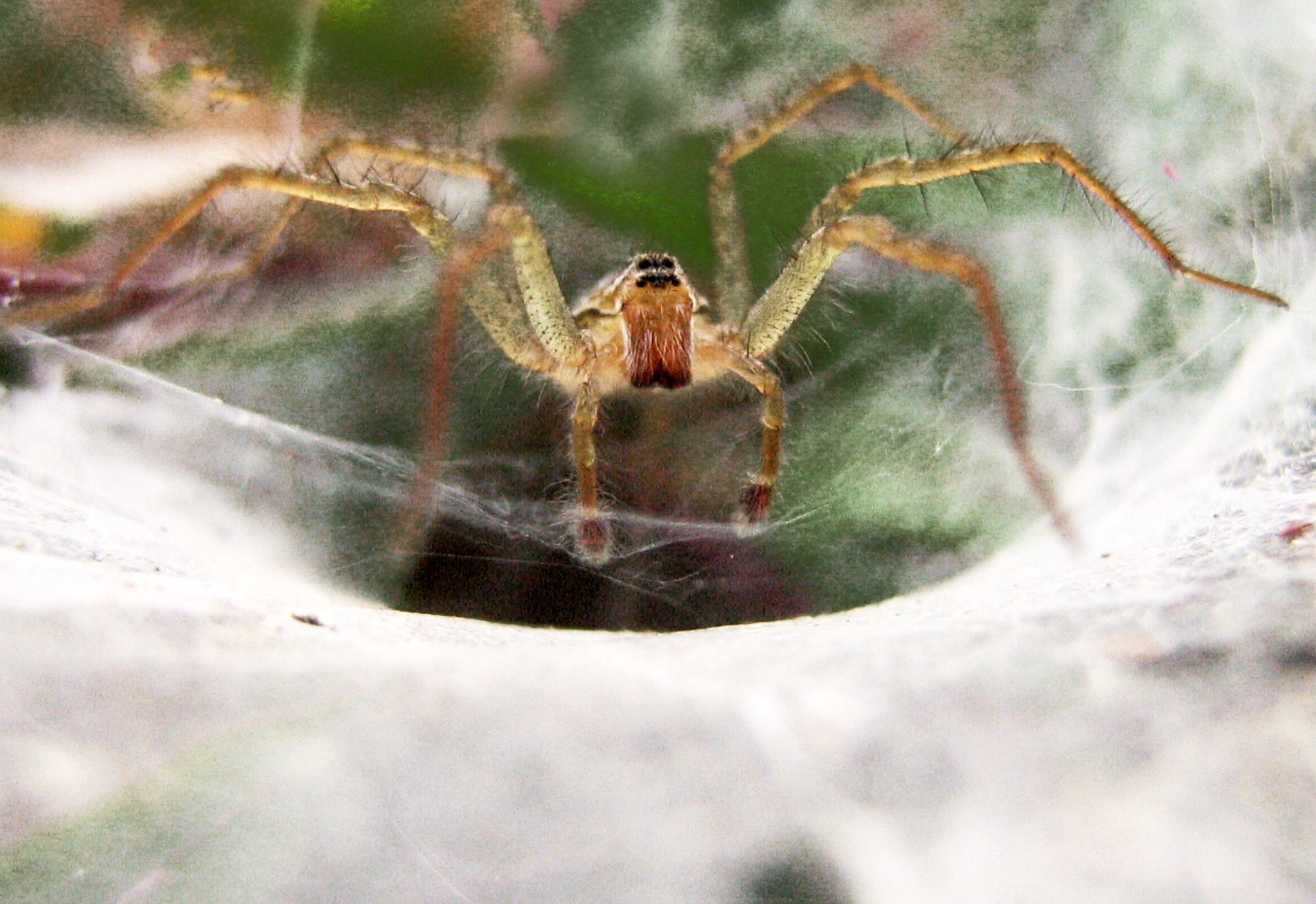 Hippasa holmerae 長疣馬蛛 / 猴馬蛛