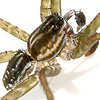 Pardosa pseudoannulata