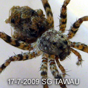 Pardosa birmanica